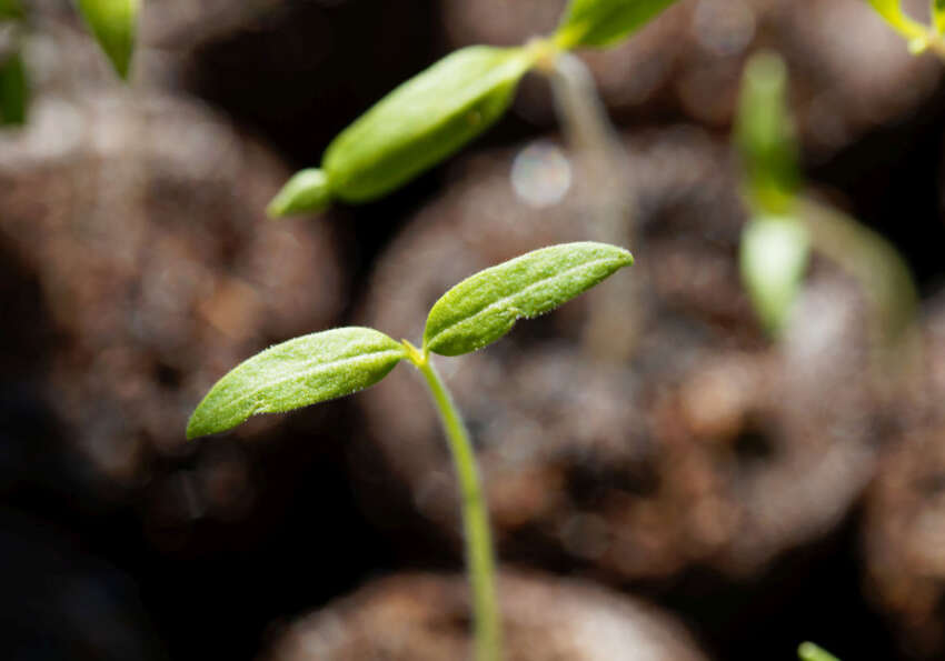 agriculture biologique