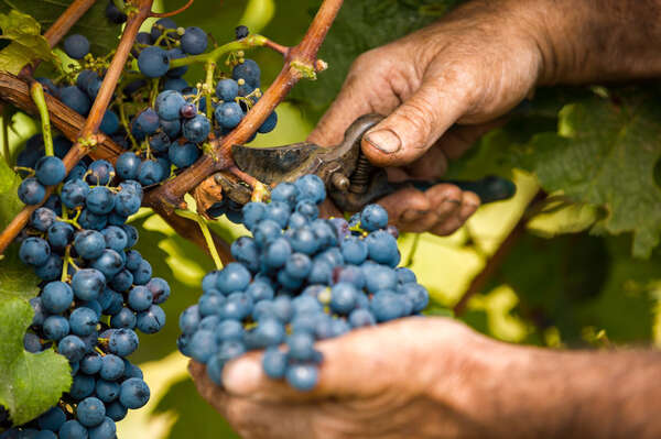 Weinernte Weinernte