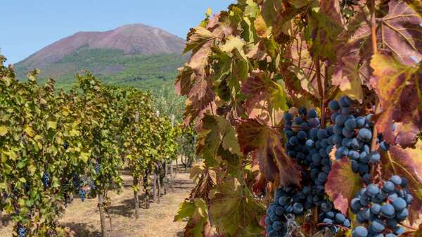 Azienda Agricola Vitivinicola Cantina del Vesuvio Azienda Agricola Vitivinicola Cantina del Vesuvio