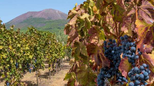  Azienda Agricola Vitivinicola Cantina del Vesuvio