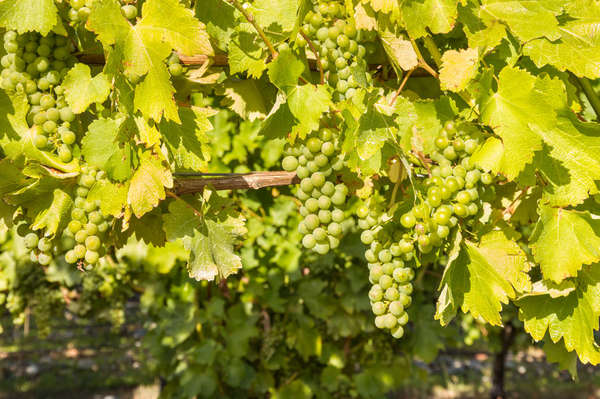 riesling riesling