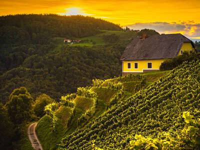 weinbau österreich