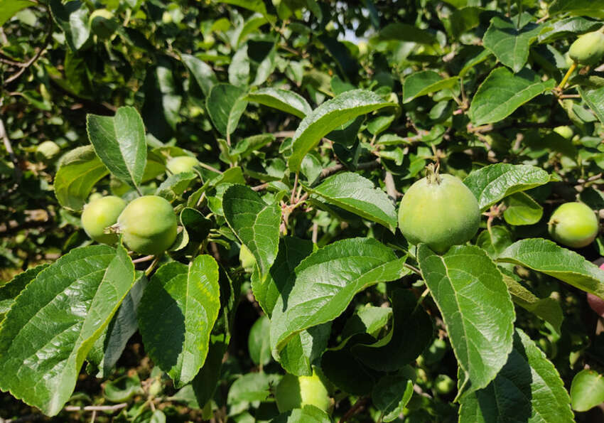 éclaircissage des fruits