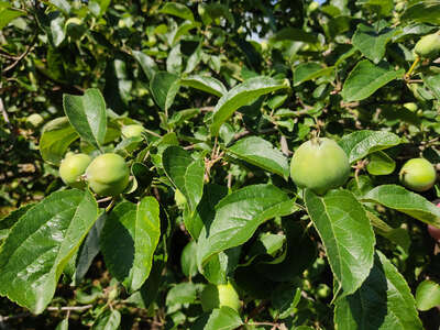 éclaircissage des fruits