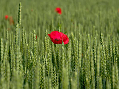 biologische Landwirtschaft