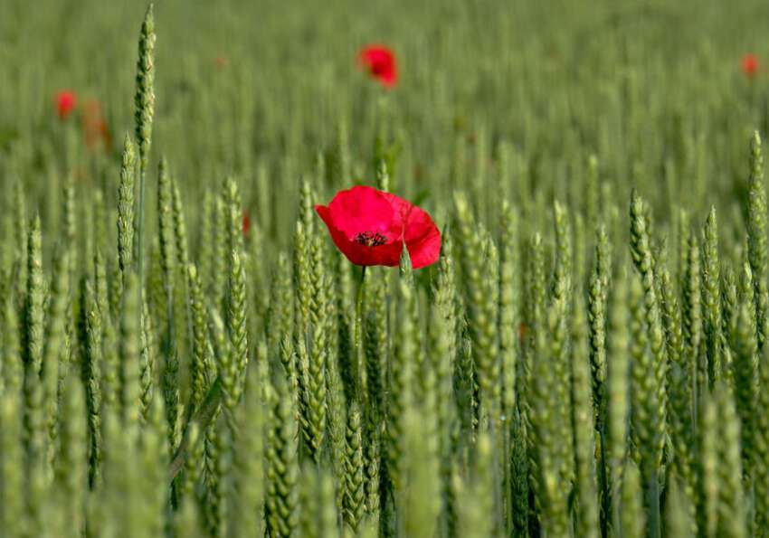 biologische Landwirtschaft