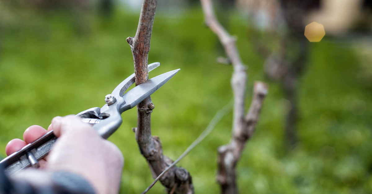 Weinreben richtig schneiden Geier