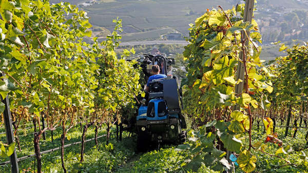 weinlese in südtirol