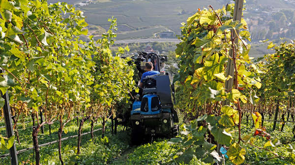 weinlese in südtirol weinlese in südtirol