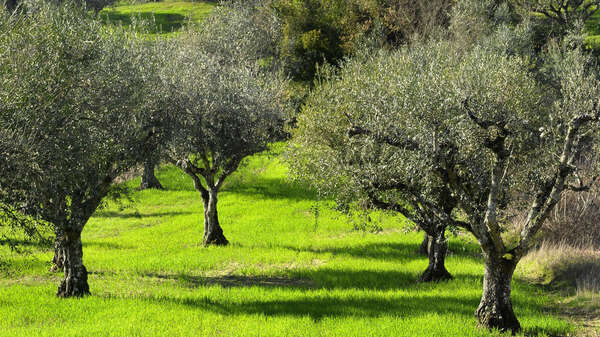 Campo di ulivi