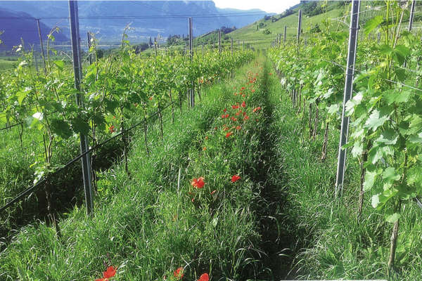 engrais vert en viticulture