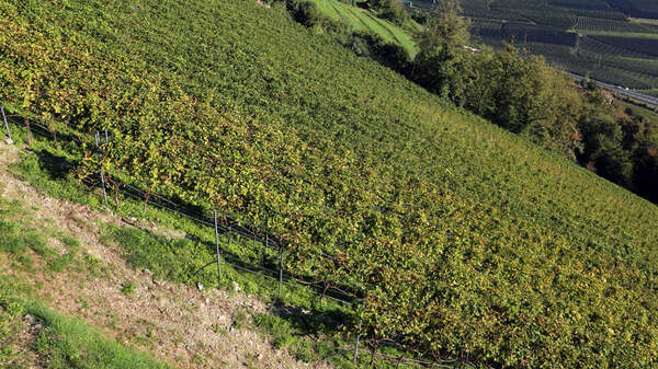 vignoble de raisin blanc