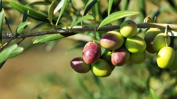 olive olive