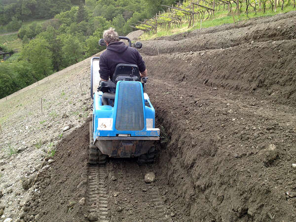 fresa per vigneto