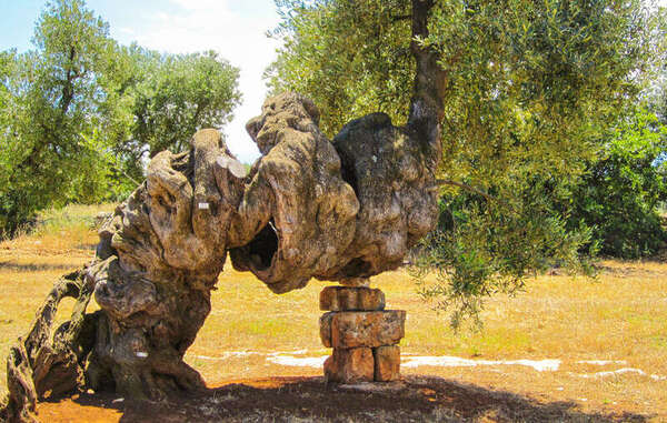 albero olive