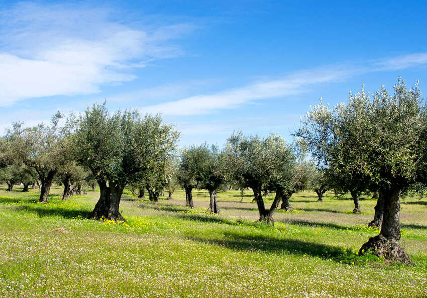 raccolta olive