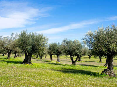 raccolta olive