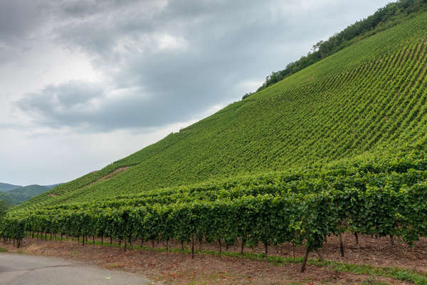 Lavorare con un trattore cingolato nell'agricoltura in pendenza