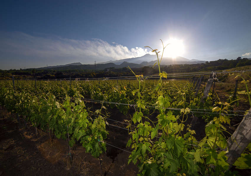 Vendemmia in Sicilia