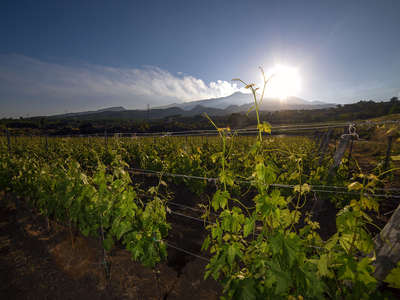 Vendemmia in Sicilia