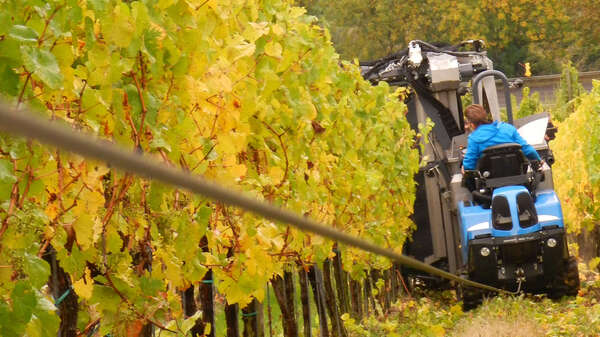 vendanges mécanisées