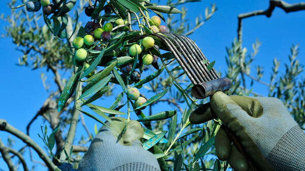 Rastrello raccolta olive