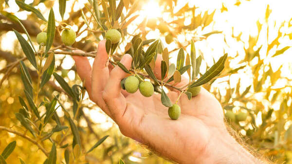 Traiter l'olivier 