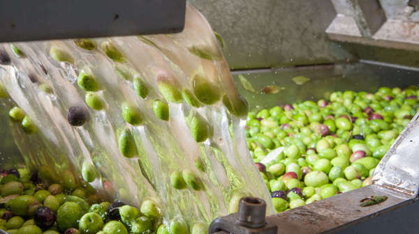 lavaggio olive