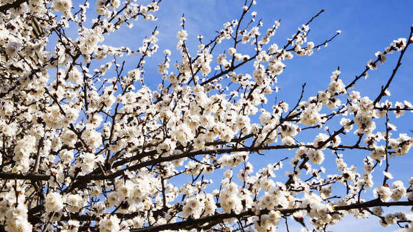 abricot fleuri abricot fleuri
