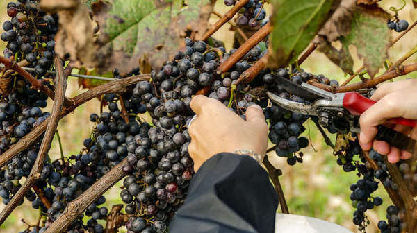 vendemmia tradizionale