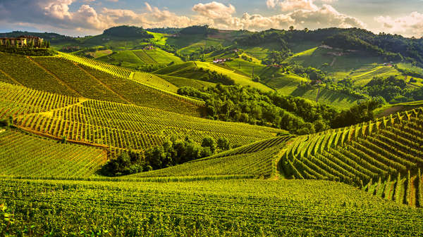 rangées d'un vignoble