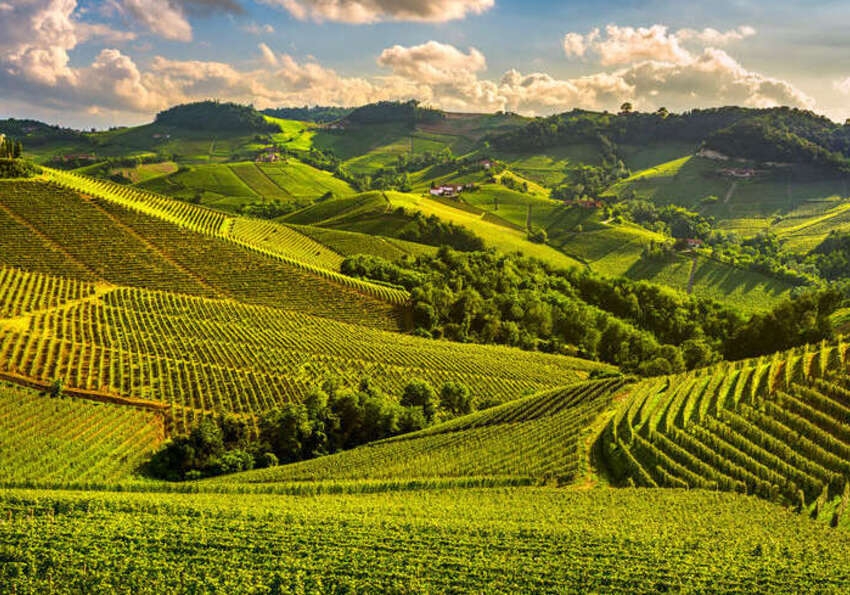 travail à la vigne