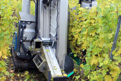 Machine à vendanger